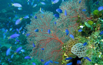 Blue fish in the coral reef under water